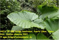 44214 26 055 Veruga Rainforest, Puerto Limon, Costa Rica, Central-Amerika 2022.jpg